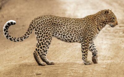 They came from Africa