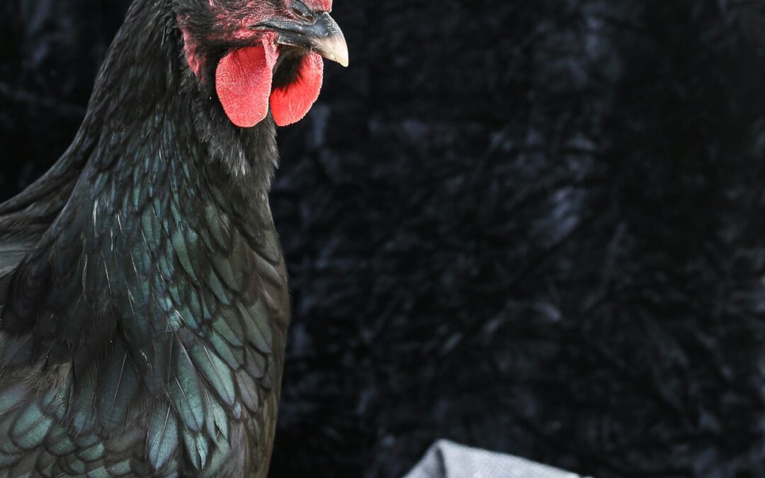 Chicken or egg dilemma