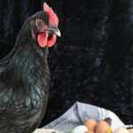 Chicken or egg dilemma